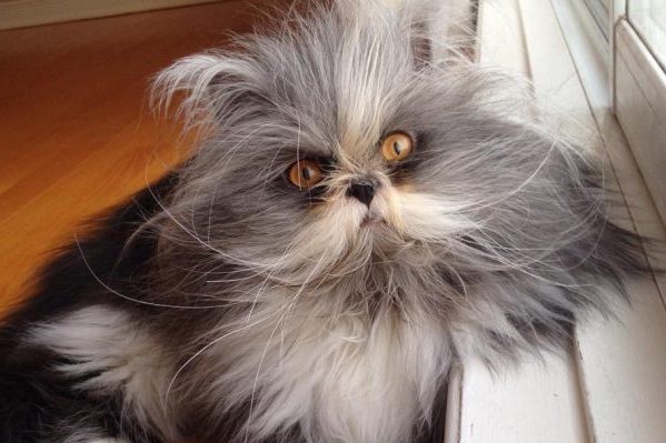 Коты - звезды. 10 самых необычных котиков интернета